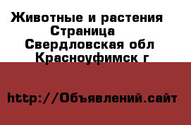  Животные и растения - Страница 2 . Свердловская обл.,Красноуфимск г.